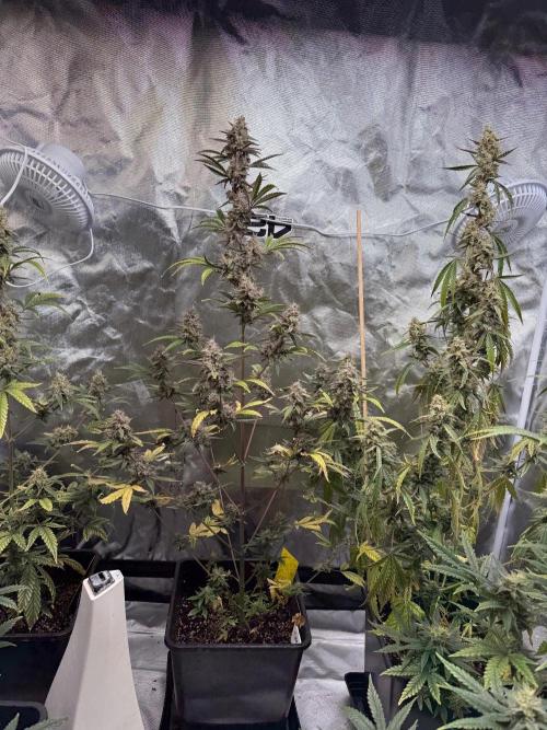FastBuds x Medic grow test. Week 9