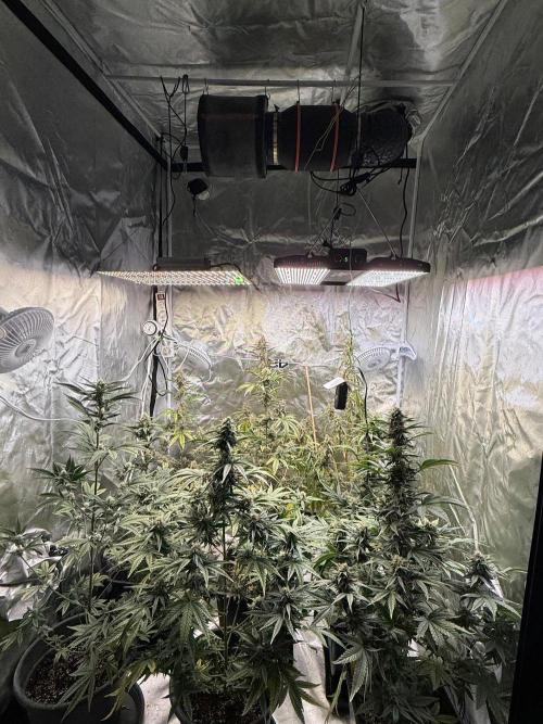 FastBuds x Medic grow test. Week 9