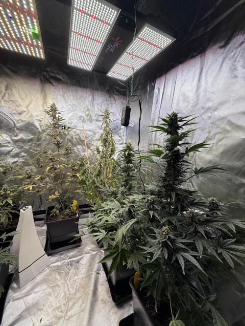 FastBuds x Medic grow test. Week 9