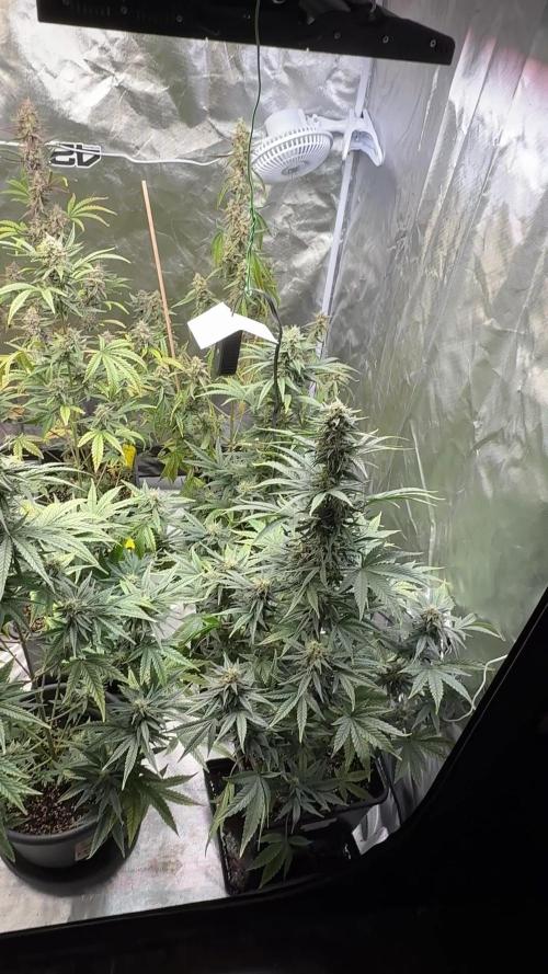 FastBuds x Medic grow test