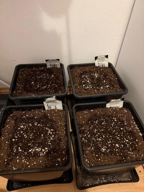 Autumn auto run FastBuds. Week 0
