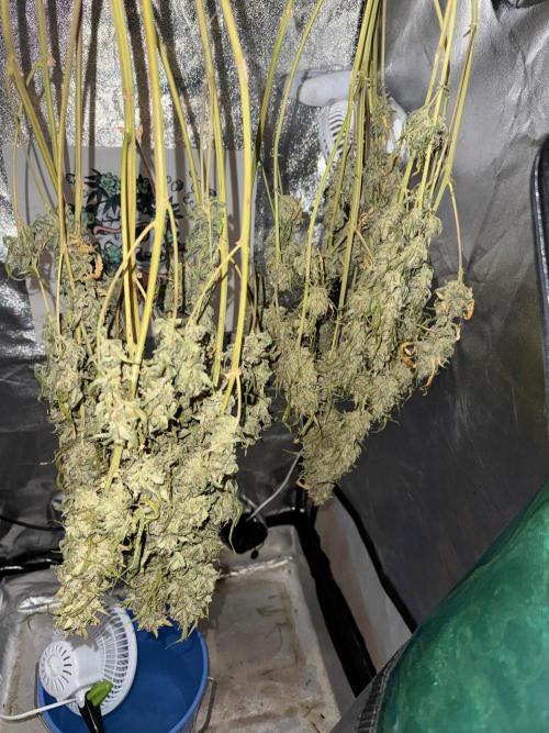 Fastbuds unreleased champions mix auto. Week 14