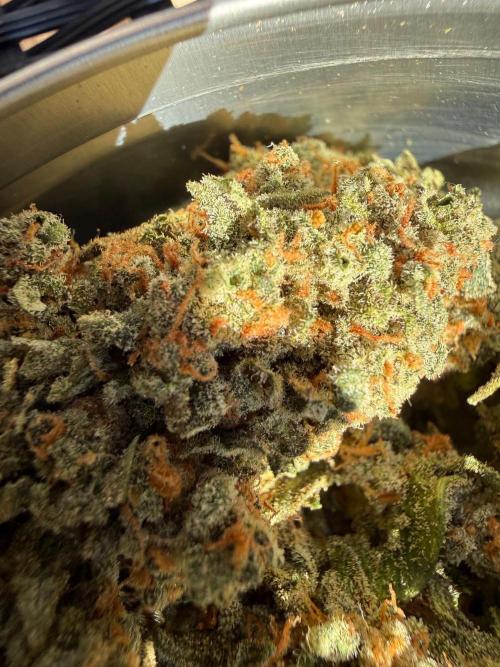 Fastbuds unreleased champions mix auto. Week 14