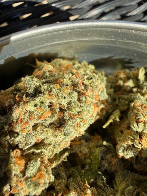 Fastbuds unreleased champions mix auto. Week 14