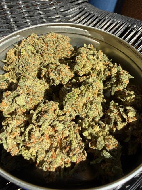 Fastbuds unreleased champions mix auto. Week 14