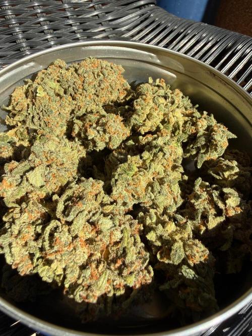 Fastbuds unreleased champions mix auto. Week 14