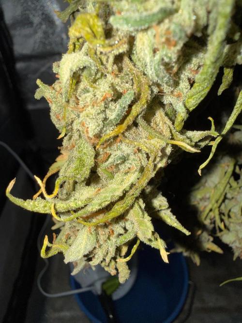 Fastbuds unreleased champions mix auto. Week 14