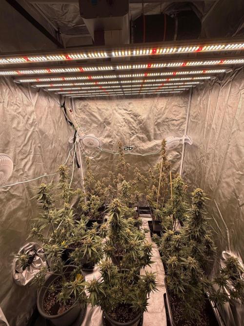 FastBuds x Medic grow test. Week 10 - Zadný rad GMO auto stredný je Mendo frost auto a predný je frostbanger auto 