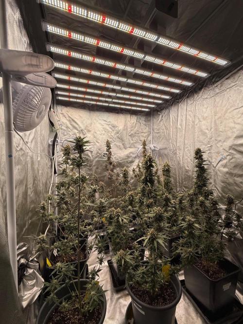FastBuds x Medic grow test. Week 10