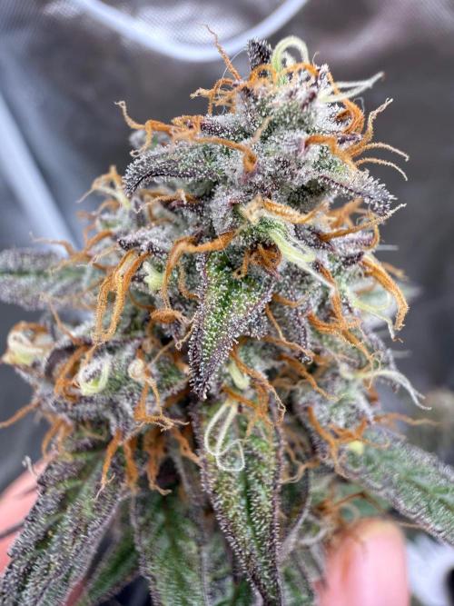 FastBuds x Medic grow test. Week 10