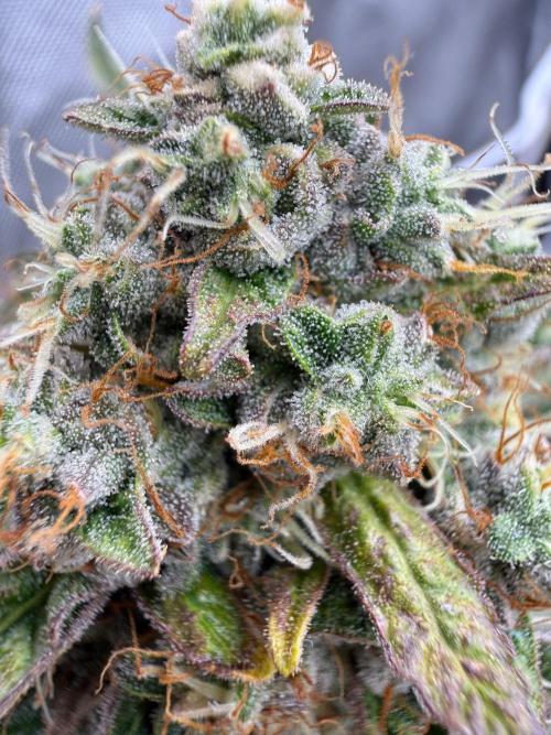FastBuds x Medic grow test. Week 10