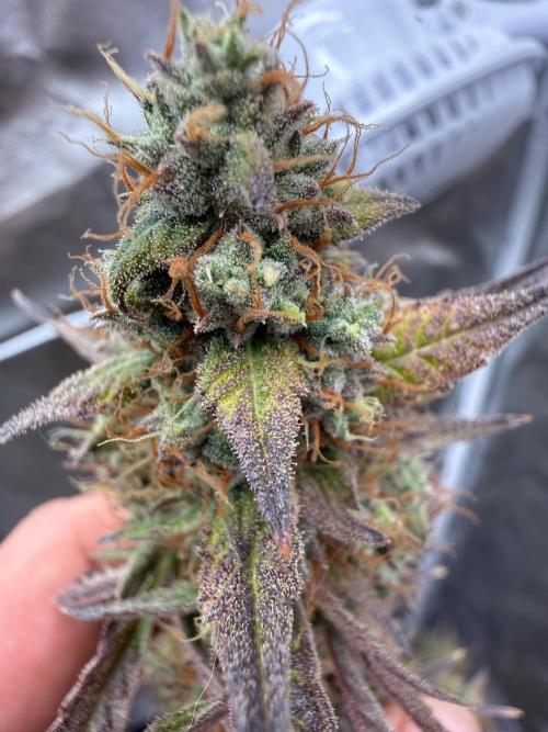 FastBuds x Medic grow test. Week 10