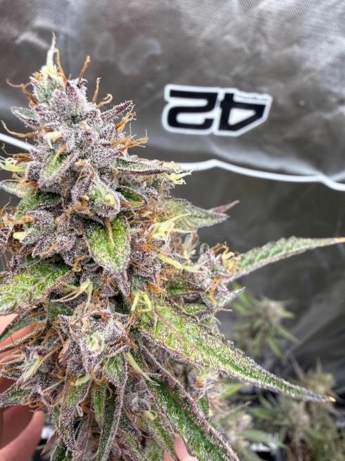 FastBuds x Medic grow test. Week 10
