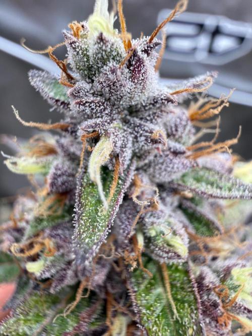 FastBuds x Medic grow test. Week 10