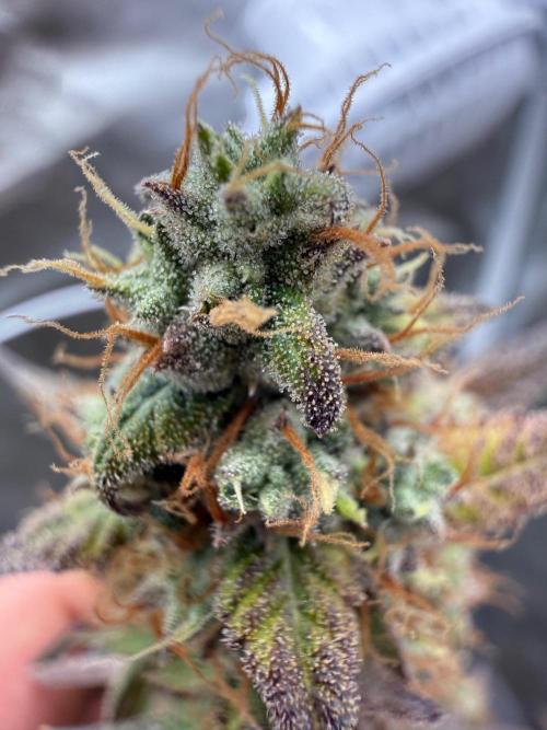 FastBuds x Medic grow test. Week 10