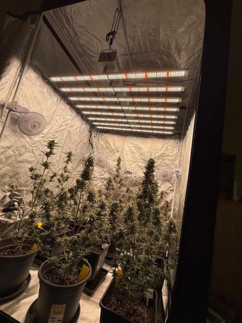 FastBuds x Medic grow test. Week 10