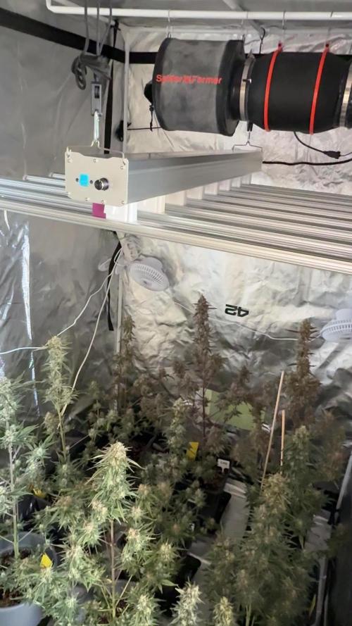 FastBuds x Medic grow test