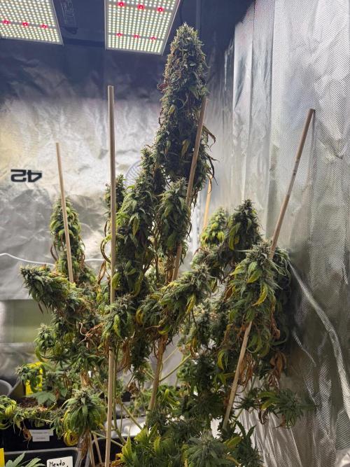 Gorilla Z auto / perpetual grow fastbuds. Week 14