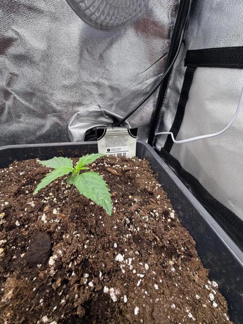 Autumn auto run FastBuds. Week 1
