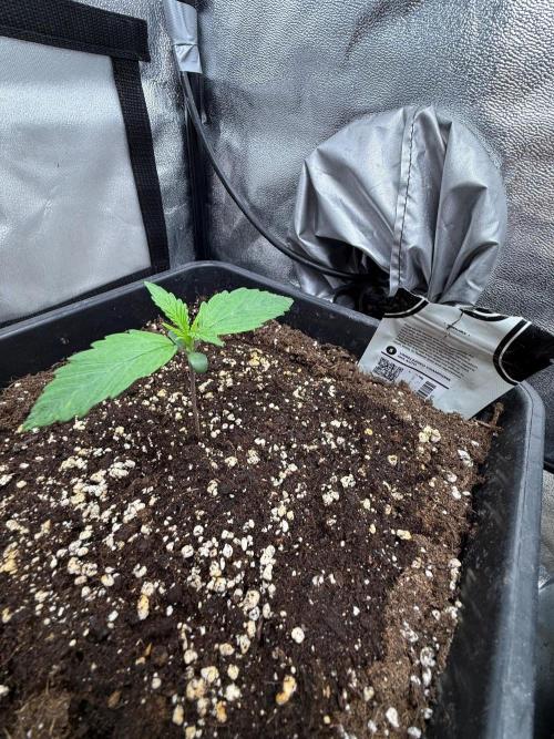 Autumn auto run FastBuds. Week 1