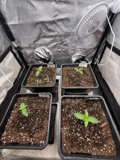 Autumn auto run FastBuds. Week 1