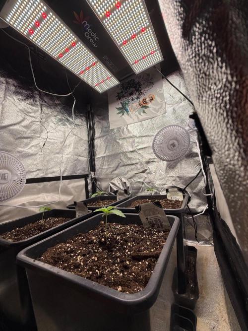 Autumn auto run FastBuds. Week 1