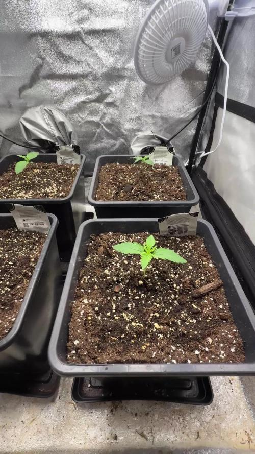 Autumn auto run FastBuds