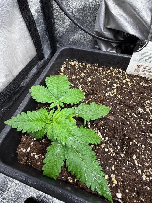 Autumn auto run FastBuds. Week 2