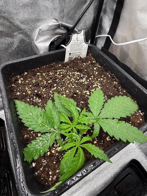 Autumn auto run FastBuds. Week 2