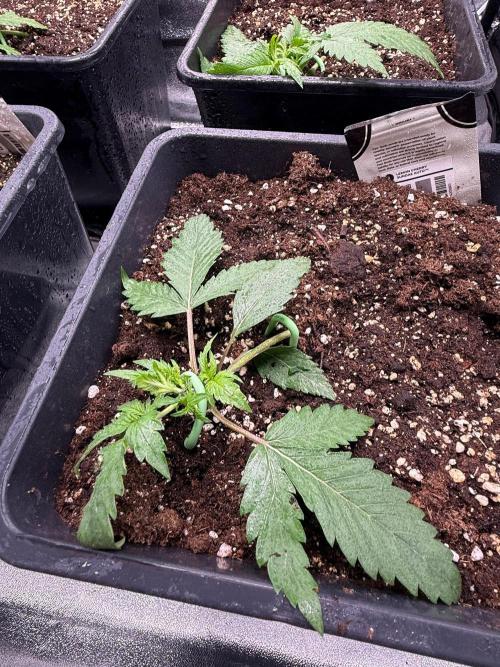 Autumn auto run FastBuds. Week 2