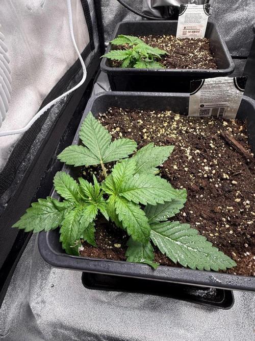 Autumn auto run FastBuds. Week 2