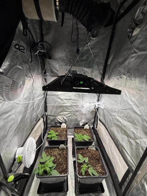 Autumn auto run FastBuds. Week 2