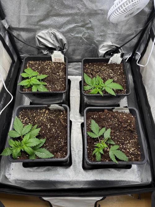 Autumn auto run FastBuds. Week 2