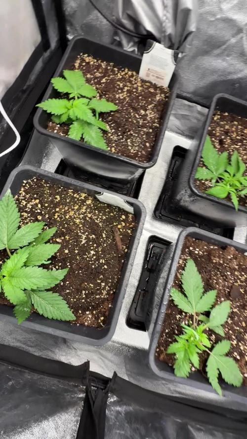 Autumn auto run FastBuds