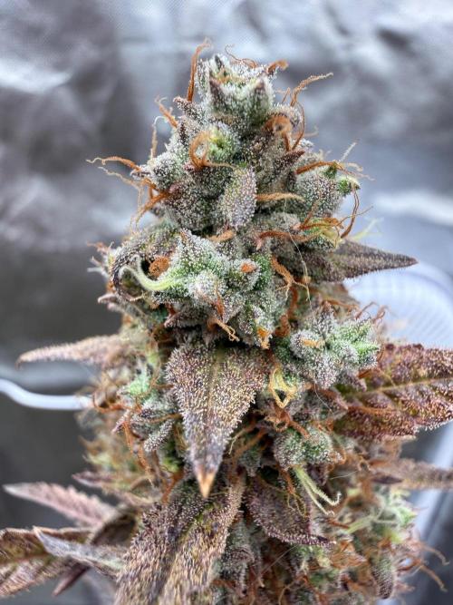 FastBuds x Medic grow test. Week 11
