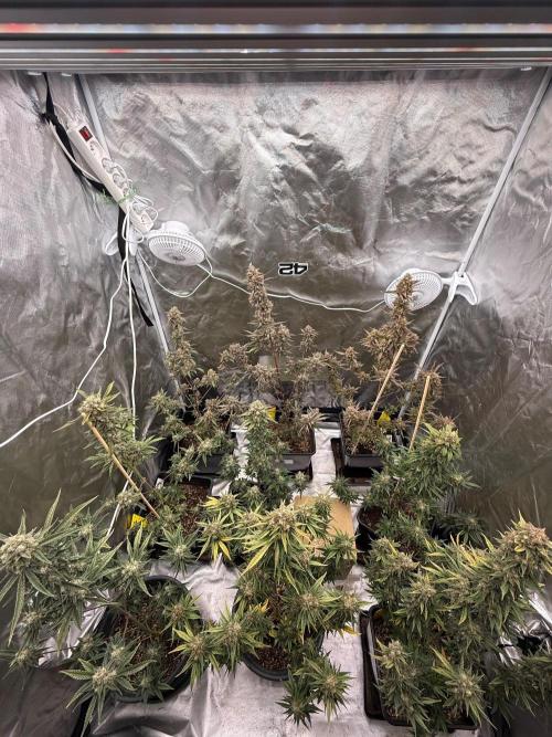FastBuds x Medic grow test. Week 11