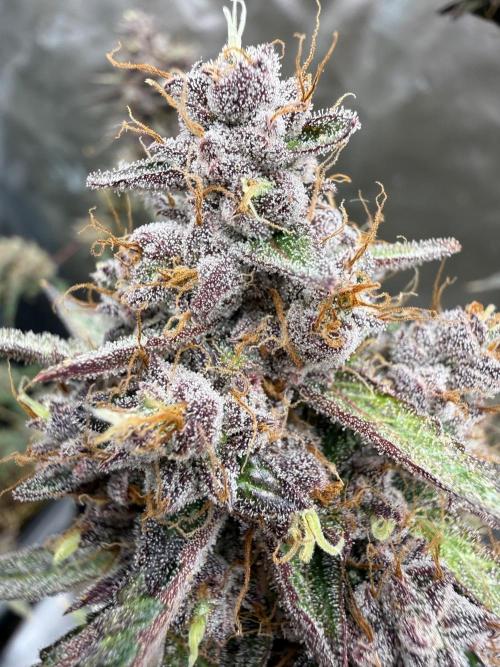 FastBuds x Medic grow test. Week 11