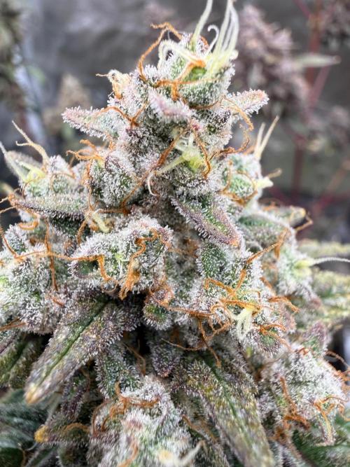FastBuds x Medic grow test. Week 11
