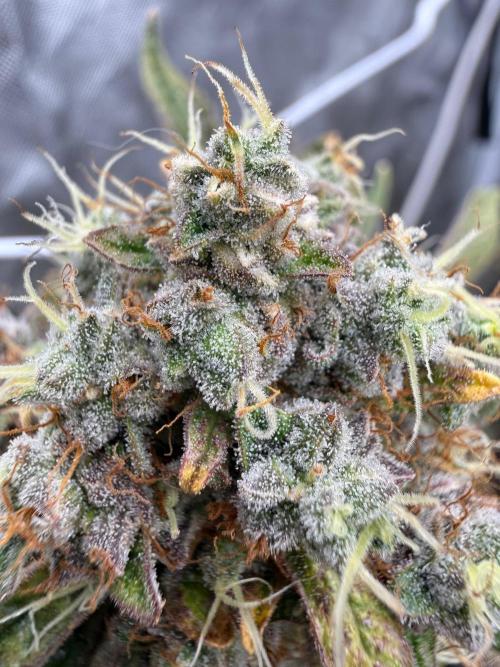 FastBuds x Medic grow test. Week 11