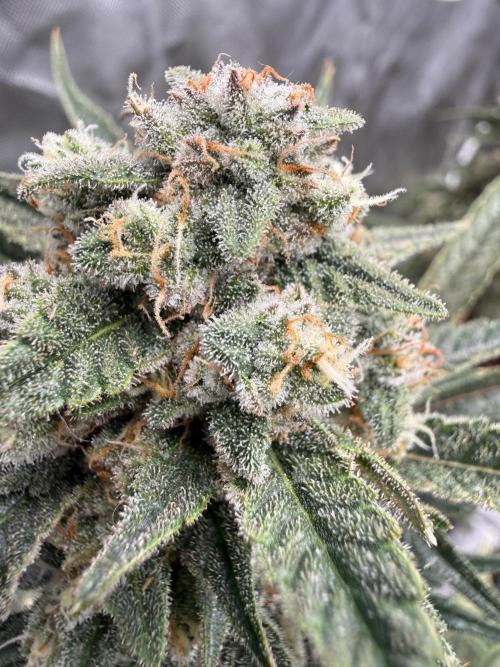 FastBuds x Medic grow test. Week 11