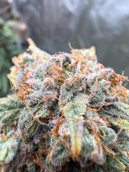 FastBuds x Medic grow test. Week 11
