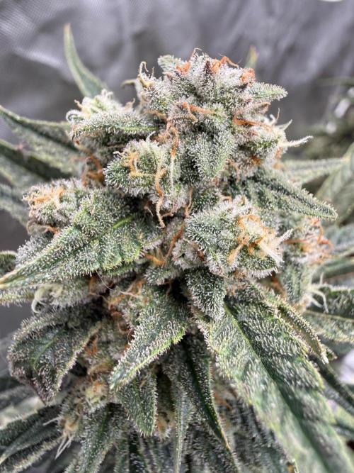 FastBuds x Medic grow test. Week 11