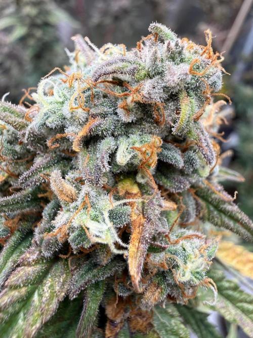 FastBuds x Medic grow test. Week 11