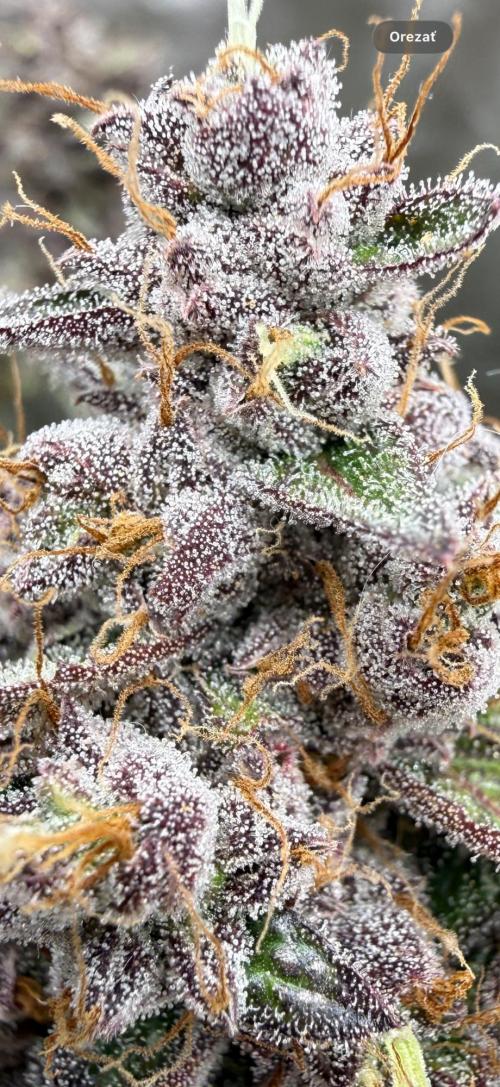 FastBuds x Medic grow test. Week 11