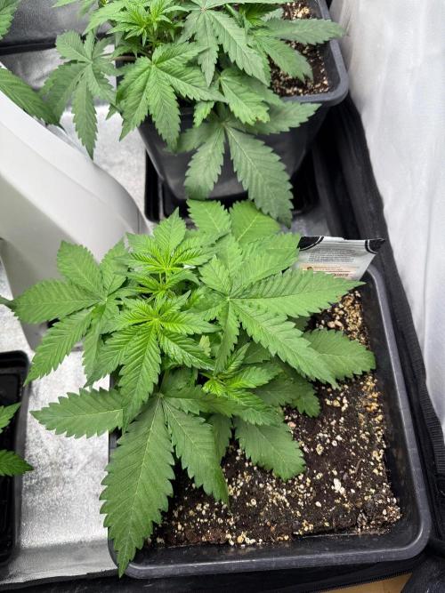 Autumn auto run FastBuds. Week 3