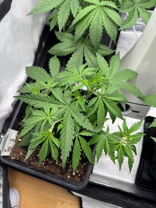 Autumn auto run FastBuds. Week 3