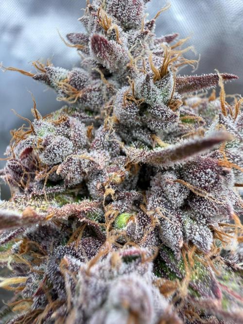 FastBuds x Medic grow test. Week 12