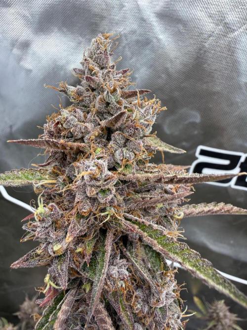 FastBuds x Medic grow test. Week 12