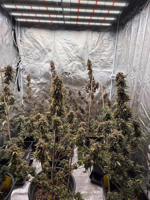 FastBuds x Medic grow test. Week 13