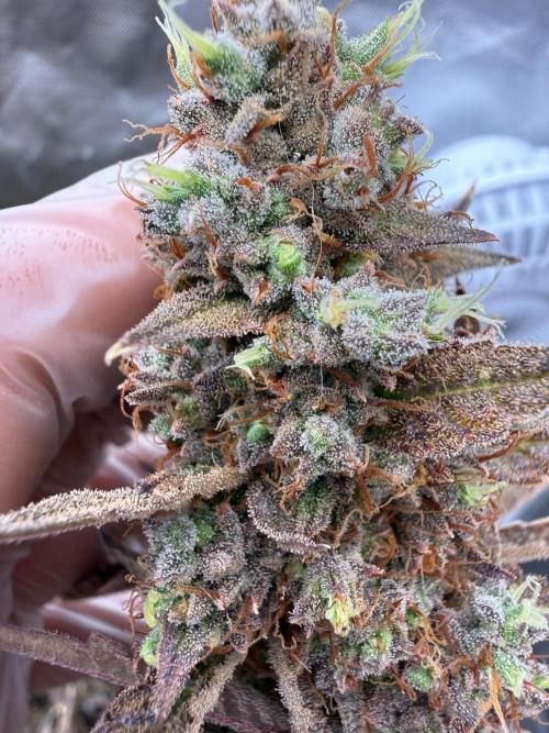 FastBuds x Medic grow test. Week 13